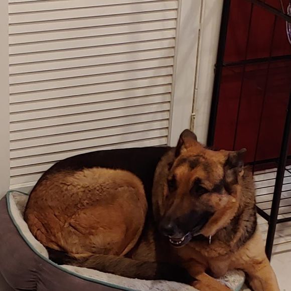 Meet your Posher, Joseph - Picture 1 of 1